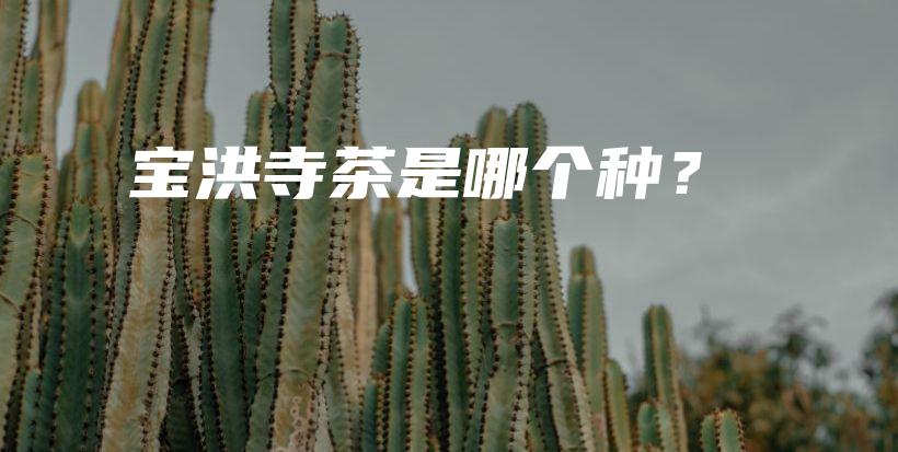 宝洪寺茶是哪个种？插图