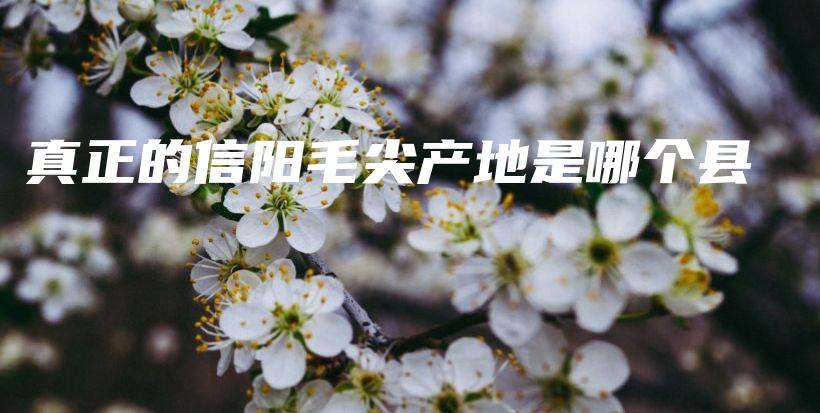 真正的信阳毛尖产地是哪个县插图