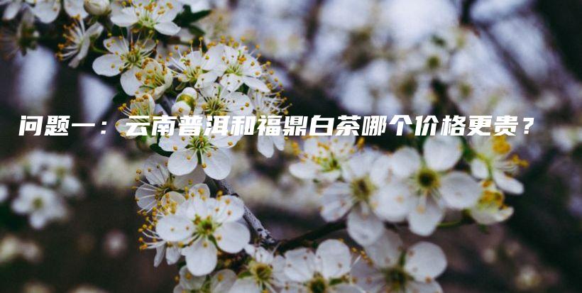问题一：云南普洱和福鼎白茶哪个价格更贵？插图