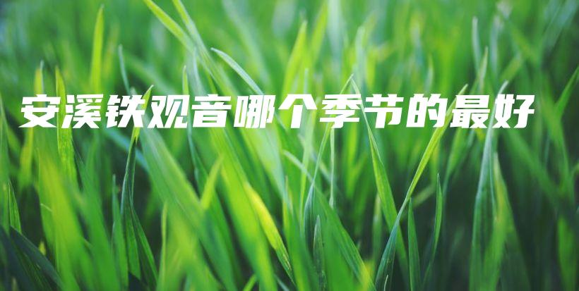 安溪铁观音哪个季节的最好插图