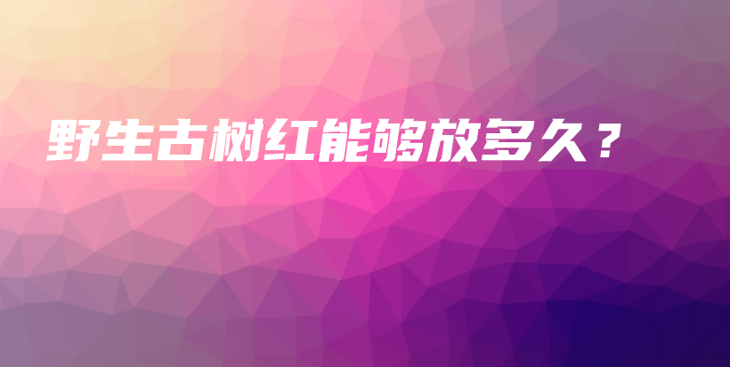 野生古树红能够放多久？插图