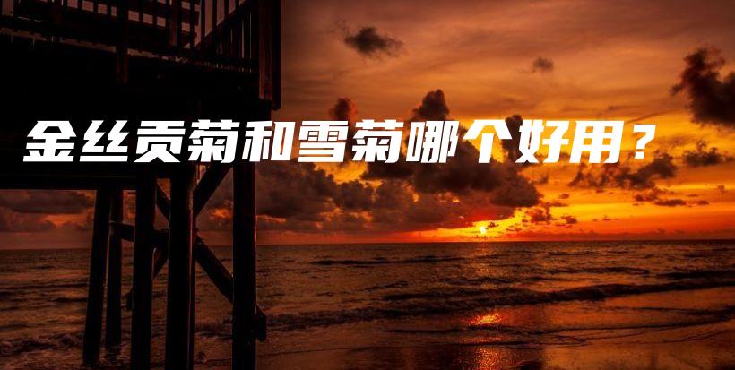 金丝贡菊和雪菊哪个好用？插图
