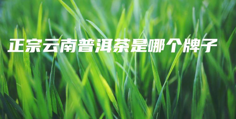 正宗云南普洱茶是哪个牌子插图
