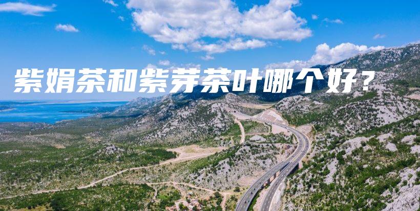 紫娟茶和紫芽茶叶哪个好？插图