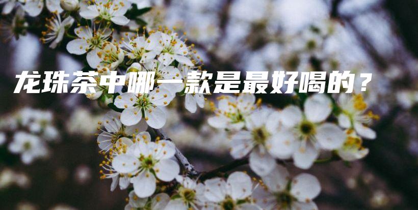 龙珠茶中哪一款是最好喝的？插图