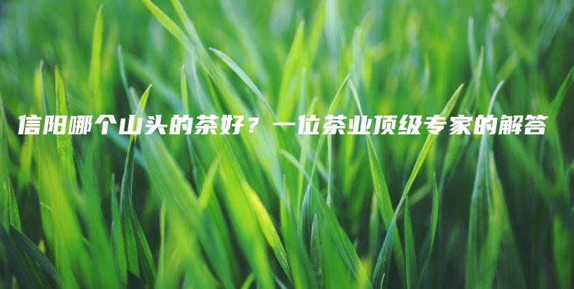 信阳哪个山头的茶好？一位茶业顶级专家的解答插图