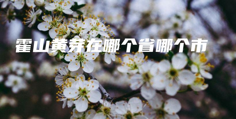 霍山黄芽在哪个省哪个市插图