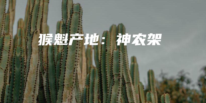 猴魁产地：神农架插图