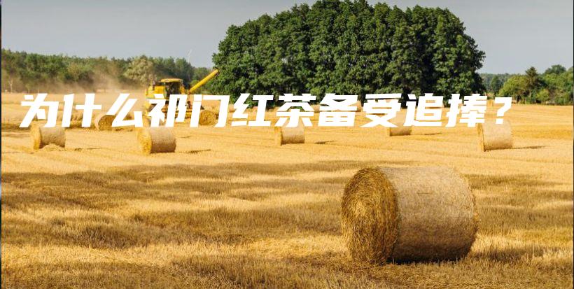 为什么祁门红茶备受追捧？插图