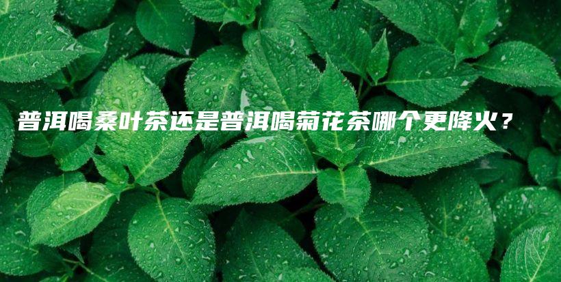 普洱喝桑叶茶还是普洱喝菊花茶哪个更降火？插图