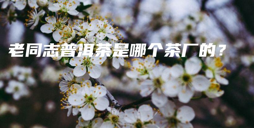 老同志普洱茶是哪个茶厂的？插图