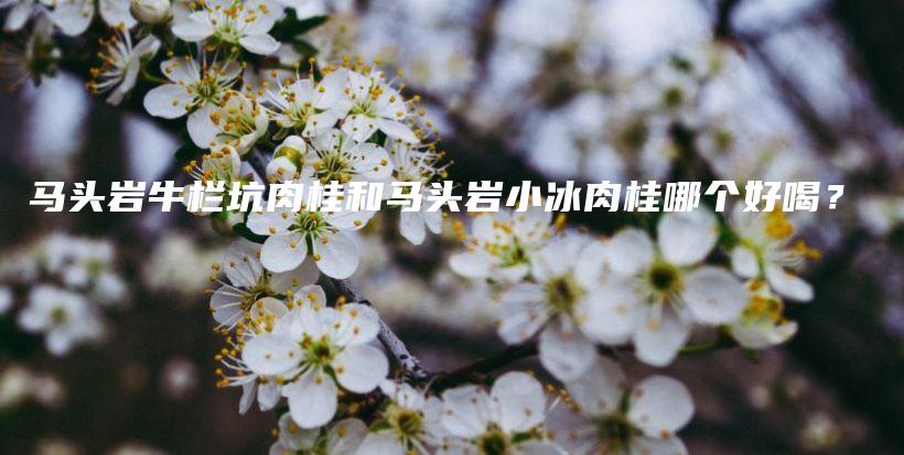 马头岩牛栏坑肉桂和马头岩小冰肉桂哪个好喝？插图