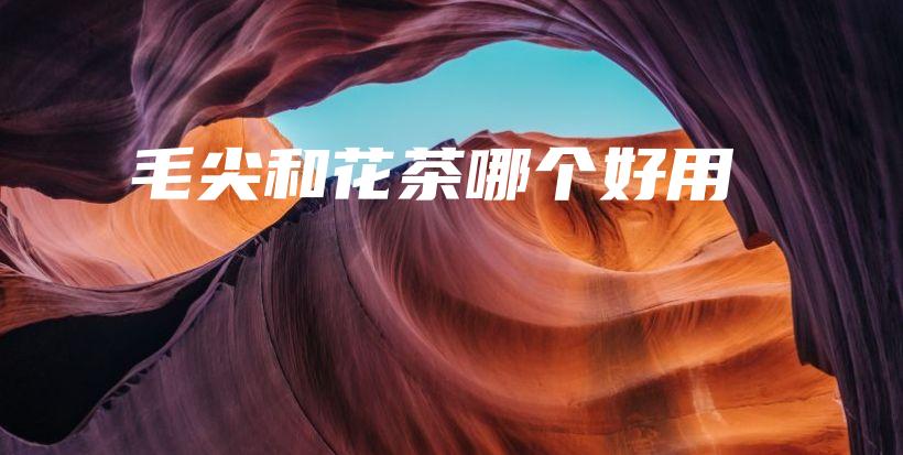 毛尖和花茶哪个好用插图