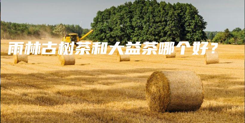 雨林古树茶和大益茶哪个好？插图