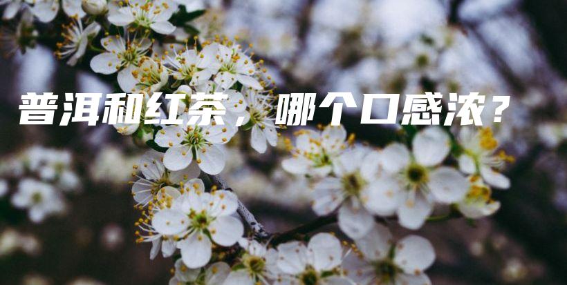 普洱和红茶，哪个口感浓？插图