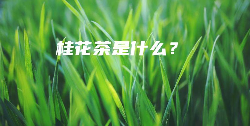 桂花茶是什么？插图