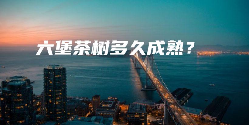 六堡茶树多久成熟？插图