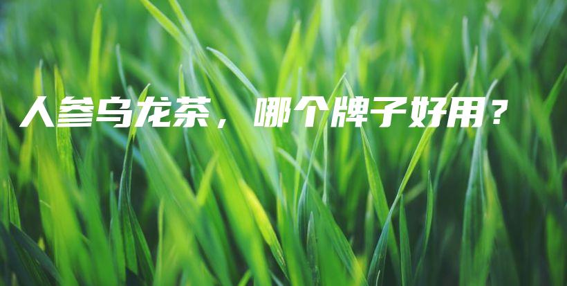 人参乌龙茶，哪个牌子好用？插图