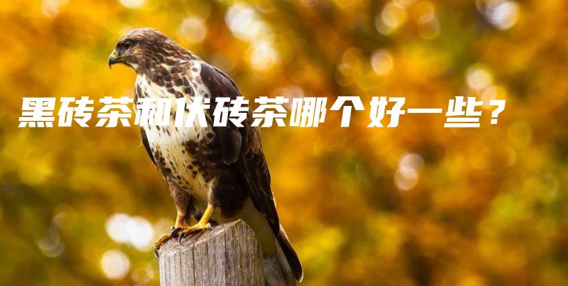 黑砖茶和伏砖茶哪个好一些？插图