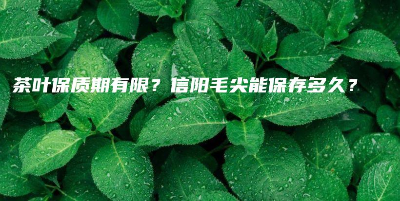 茶叶保质期有限?信阳毛尖能保存多久?插图 茶叶保质期有限?信阳毛尖能保存多久?插图