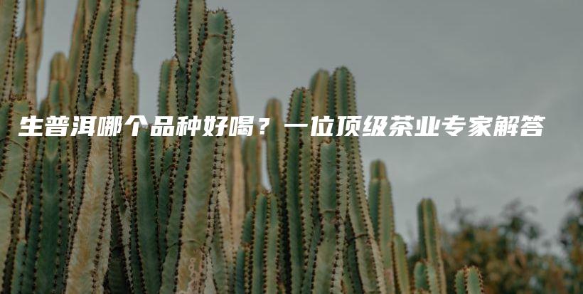 生普洱哪个品种好喝?一位顶级茶业专家解答插图 生普洱哪个品种好喝?一位顶级茶业专家解答插图
