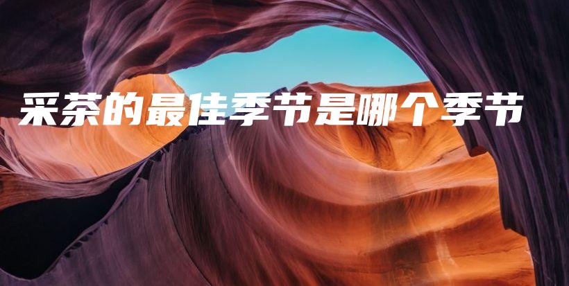 采茶的最佳季节是哪个季节插图