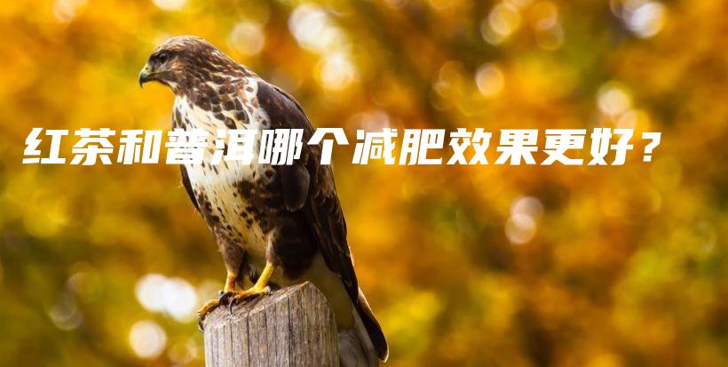 红茶和普洱哪个减肥效果更好？插图