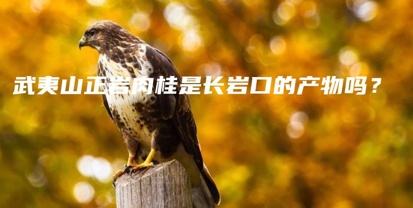 武夷山正岩肉桂是长岩口的产物吗？插图