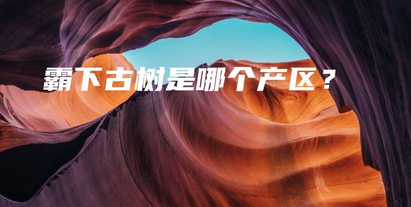 霸下古树是哪个产区？插图