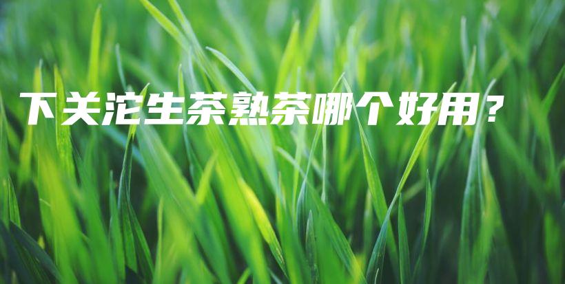 下关沱生茶熟茶哪个好用？插图