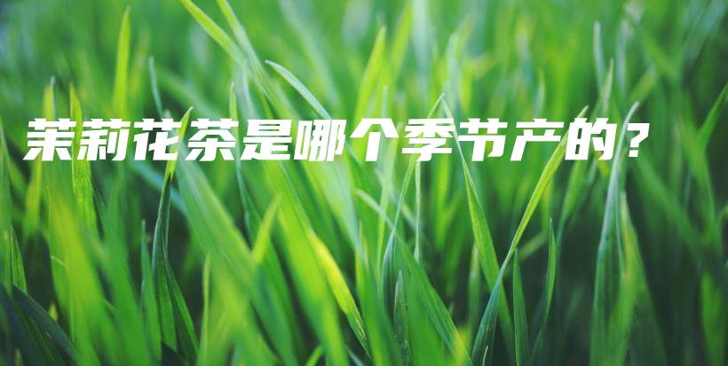 茉莉花茶是哪个季节产的?插图 茉莉花茶是哪个季节产的?插图