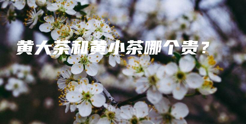 黄大茶和黄小茶哪个贵？插图