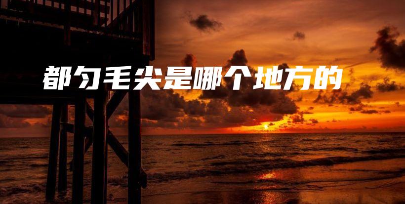 都匀毛尖是哪个地方的插图