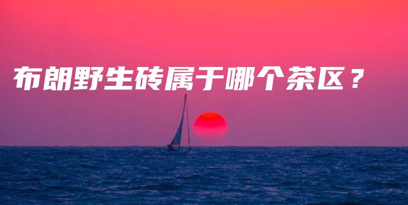 布朗野生砖属于哪个茶区？插图