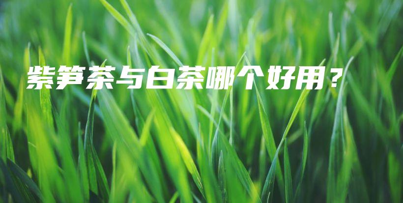 紫笋茶与白茶哪个好用？插图