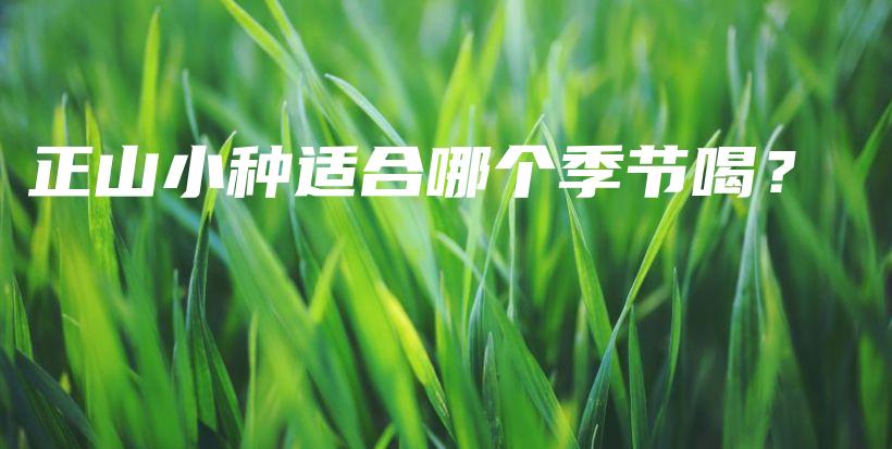 正山小种适合哪个季节喝？插图