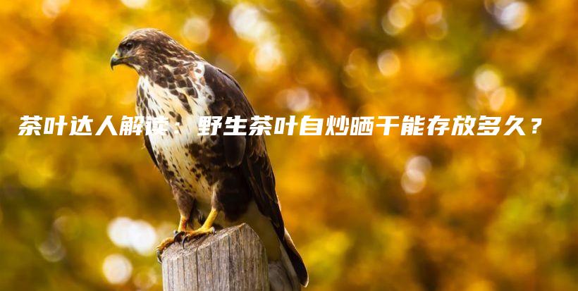 茶叶达人解读：野生茶叶自炒晒干能存放多久？插图