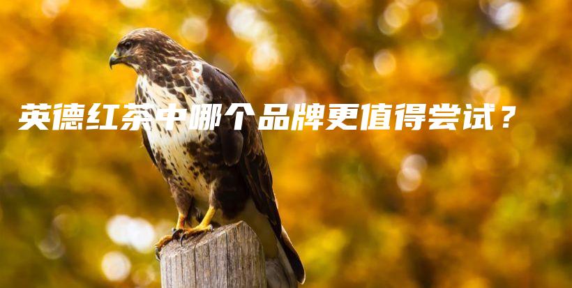 英德红茶中哪个品牌更值得尝试？插图