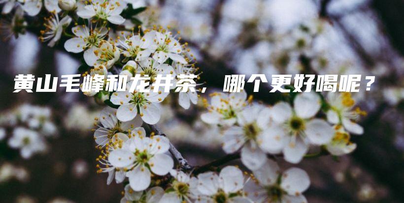 黄山毛峰和龙井茶，哪个更好喝呢？插图