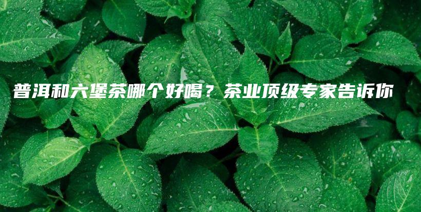 普洱和六堡茶哪个好喝？茶业顶级专家告诉你插图