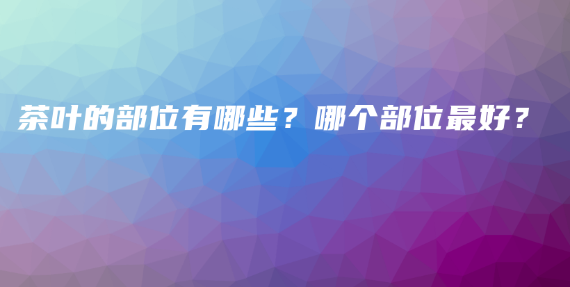 茶叶的部位有哪些？哪个部位最好？插图