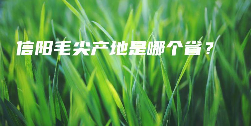 信阳毛尖产地是哪个省？插图