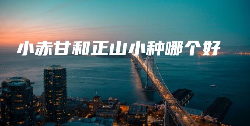 小赤甘和正山小种哪个好插图