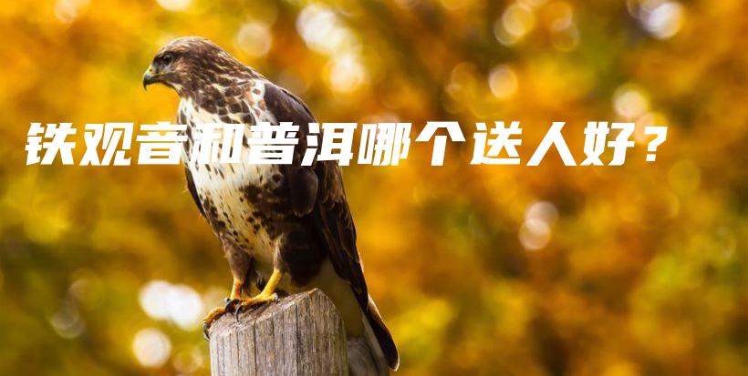 铁观音和普洱哪个送人好？插图